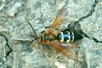 Wasp Sphecius speciosus Eastern