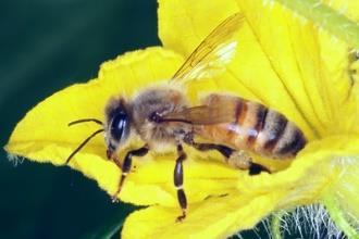 Honey Bee Apis