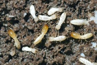 ISOPTERA Termites