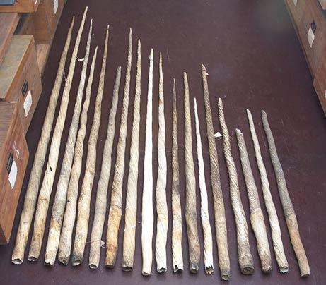 Narwhal s Tusk Exploitation Tusks exported from the Arctic, perhaps by the Vikings, reached Europe, the Mediterranean, and even the Far East as early as the Middle Ages.