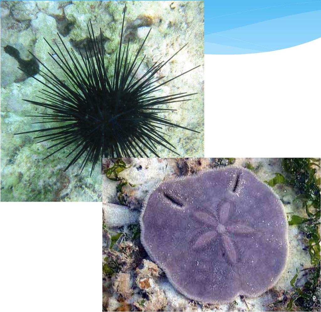 Phylum Echinodermata Includes Sea Urchins