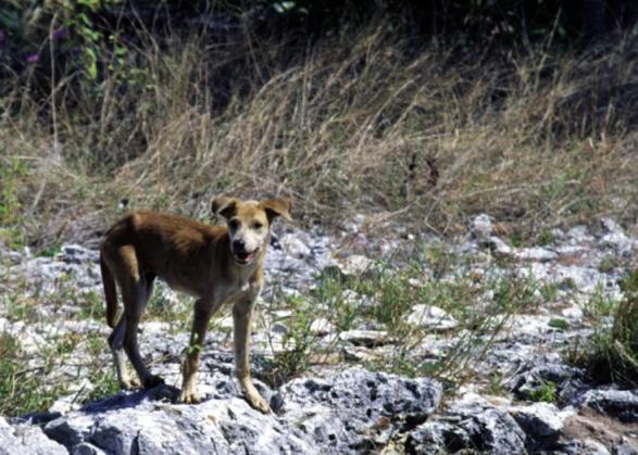 Feral, Free Ranging Dogs In most cases feral dogs are not distinguishable from domestic dogs. Feral dogs survive and reproduce independently of human intervention or assistance.