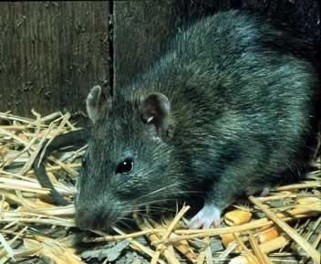 Black Rat or Roof Rat Twelve to 14 inches long, the tail is longer than the body (hairless and scaly). The body is sleek with prominent ears and eyes. There are three color phases.