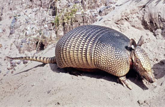 Nine-Banded Armadillo Named for the nine breaks in its leathery armor and about the same size as a house cat. Breeding occurs in the summer months but implantation is delayed until the fall.