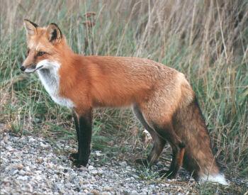 Red Fox Color-red in color. The tail is black, tipped in white. Weighs 10-15 pounds. Gestation period 53 days. Have an average of 5 pups. Generally nocturnal, and usually avoids heavily wooded areas.