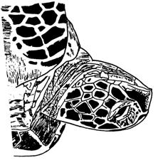 5 CHARACTERISTIC COMPARISON Green Turtle - Chelonia mydas Green turtles average 1.2m to 1.
