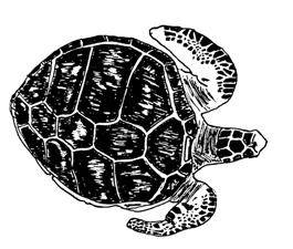 While floating the ocean currents the young turtles feed mainly on zooplankton such as fish fry and larval crustaceans of shrimp, crabs and lobsters.
