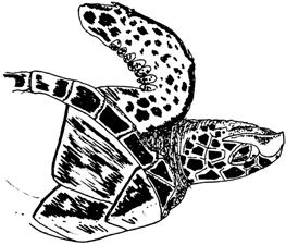 8 HAWKSBILL - Eretmochelys imbricata. Hawksbill's are found worldwide in tropical and sub tropical seas.