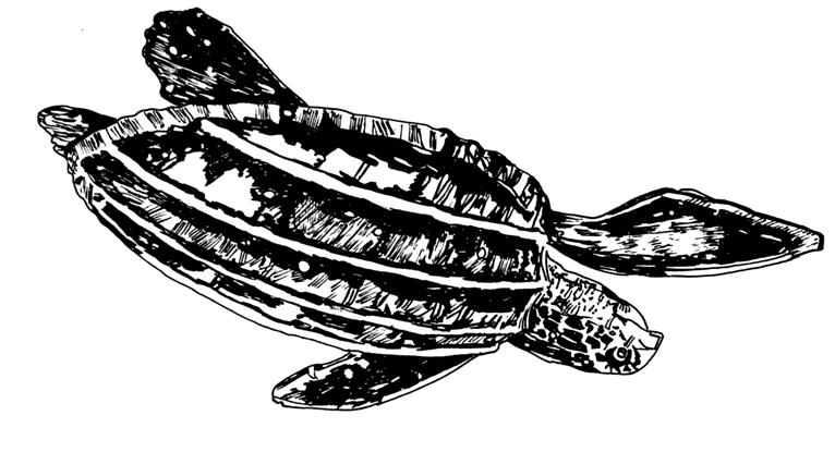 11 LEATHERBACK TURTLE - Dermochelys coriacea This a pelagic turtle, wandering great distances in all tropical and sub-tropical seas feeding mainly on seajellies with some tunicates (sea squirts or