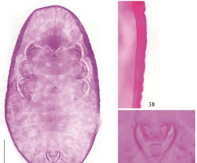 436 Wang, Du & Xu Figures 37 39. Pealius akebiae (Kuwana), slide mounted specimen. 37. Puparium. 38. Margin. 39. Vasiform orifice.
