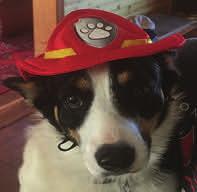 Page 12 Party Bob is Ready to Party Join him at the 7 th Jack Russell Corgi Races Friday, January 13, 2017 Cody Auditorium.