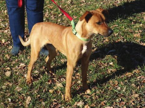 3 DOG RESCUE is looking for Foster Homes and Good Homes for These Dogs Page 7 Chloe is a 6 month old Boerboel Heeler.