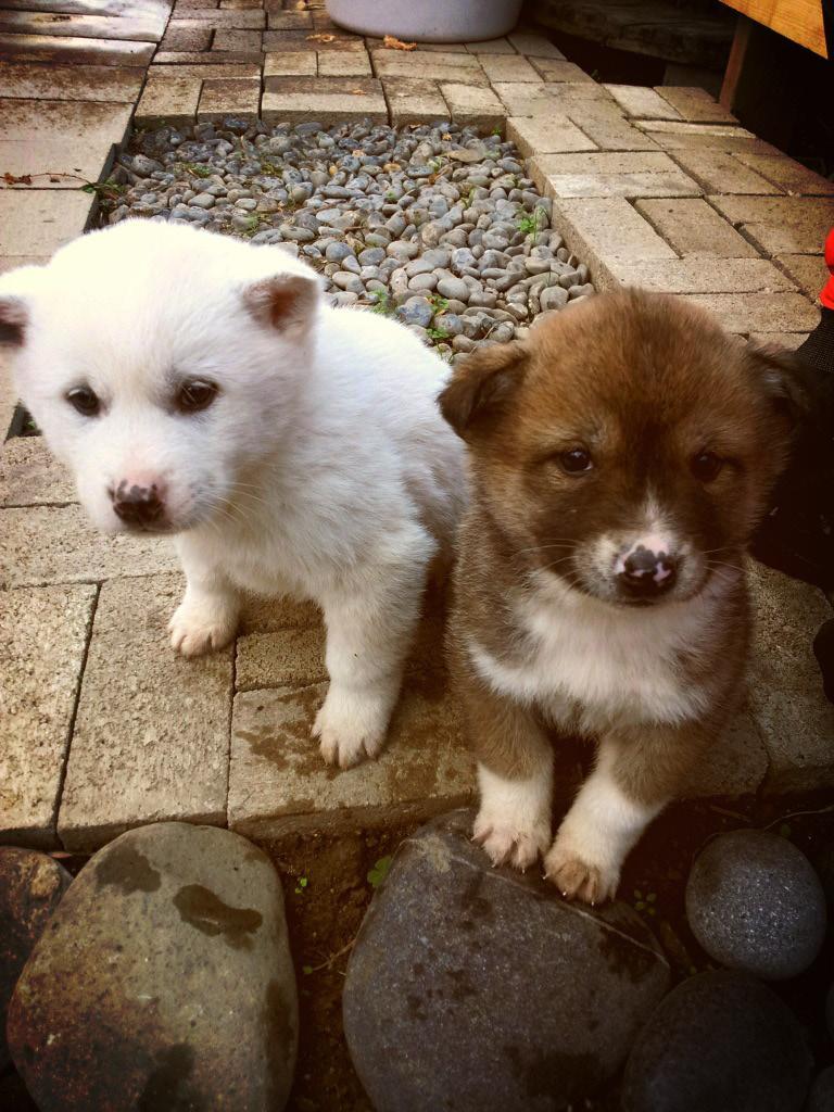 Two of Beau s littermates as puppies. Well he s still cute. But why is his coat so different now? I wondered that too, so I went back to the Tanners farm where we got him.