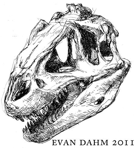 4. The sketch at right by Evan Dahm shows the skull of the dinosaur Allosaurus in an oblique view.