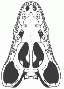 To understand a skull s anatomy, you have to look at it in ventral view. A palatal view shows the skull with the lower jaws removed. For example, the palatal view of Crassigyrinus.