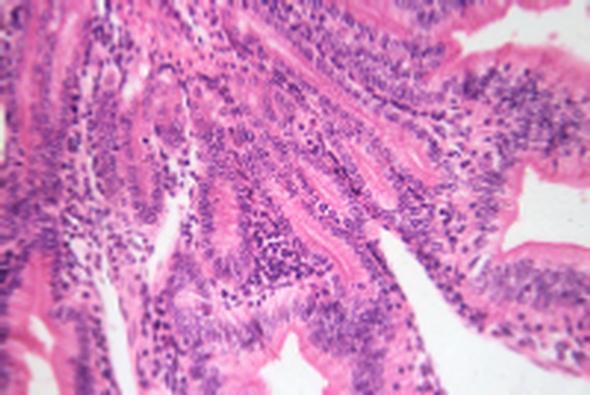 23 - Thyroid gland of sheep sec. 24 - Hypophysis of pig sec. 25 - Parafollicular cells of thyroid gland sec. (silver staining) 26 - Adrenal gland of pig sec. 27 - Adrenal gland of horse sec.