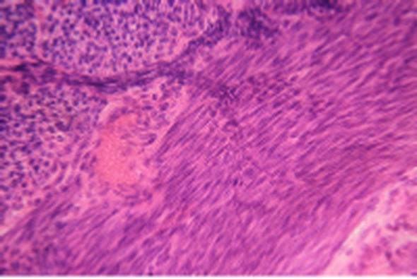 24 - Ovary of rat sec. 25 - Corpus luteum sec. 26 - Uterus of rabbit sec. 27 - Uterus (proliferative phase) sec. 28 - Uterus (secretory phase) sec. 29 - Ampullae of uterinae t.s. 30 - Oviduct of rabbit t.