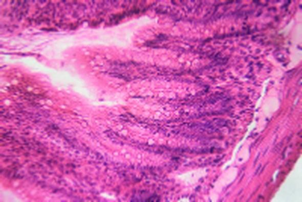 Cat #: CH-COMP11 - SMALL ANIMAL HISTOLOGY SLIDE SET - 60 slides 1 - Heart of rat median l.s. 2 - Testis of rat sec. 3 - Ovary of rat sec. 4 - Blood of mouse smear 5 - Liver of mouse sec.