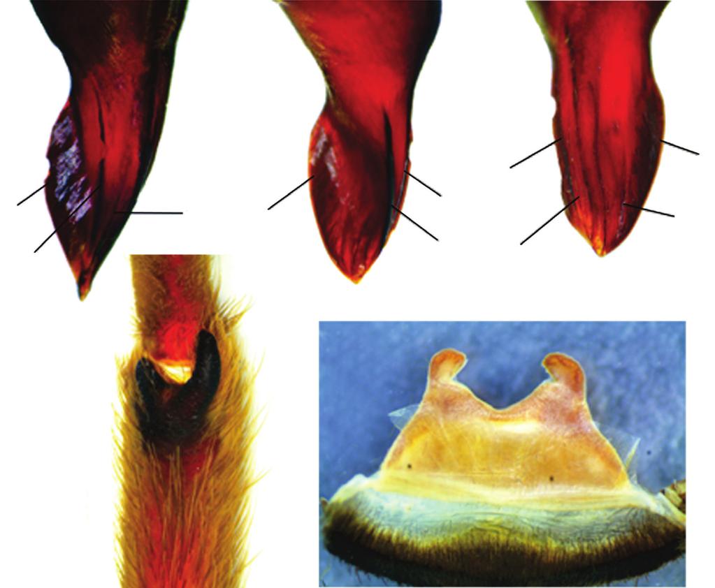 : (1) palpal bulb prolateral view, (2) retrolateral view, (3) dorsal view, (4) ventral view; (5-7) detail of distal palpal bulb: (5)