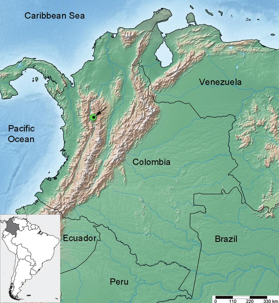 (CEU-r 269); magá [Caserío Los Sánchez], 1 male, 06 Sep 2009, G. Hoyos leg. (CEU-r). dditional material examined. Colombia, ntioquia: Medellín [aprox. 1450 m asl], 1 female, 28 Jun 2011, H.