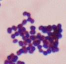 clusters Staphylococcal