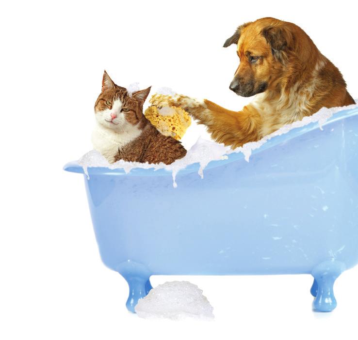 Freshen up on why bathing matters. Some pets love getting a rubdown in the tub, while others turn bath time into a game of hide-and-seek.