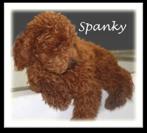 Bertie X Spanky XS CavaPooChons - (~ 10 lbs. or less) 1. Puppies Ready for New Homes Jan.