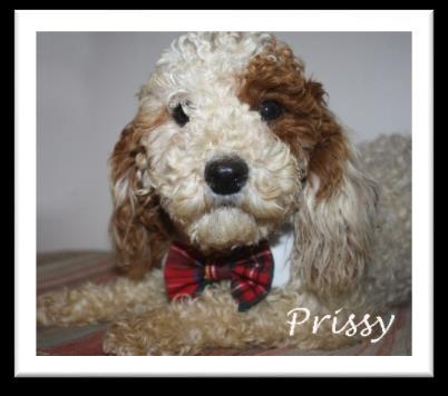 males Beautiful, soft-curl coats (non-shedding) with great, sparkly personalities and