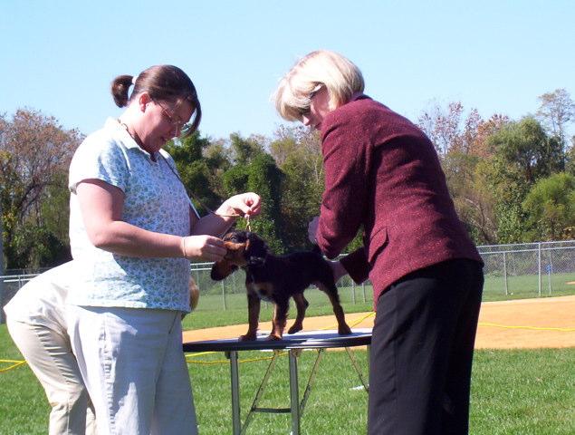 " # $%% & On June 1 st, I got the letter from AKC stating that I am now an approved AKC judge!!! I have provisional status to judge the Scottish Terrier and can start accepting assignments immediately.