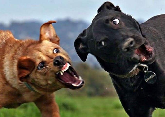 WHY DOGS FIGHT Fighting is a natural behavior What are the causes Miscommunication Lack of communication Lack of socialization