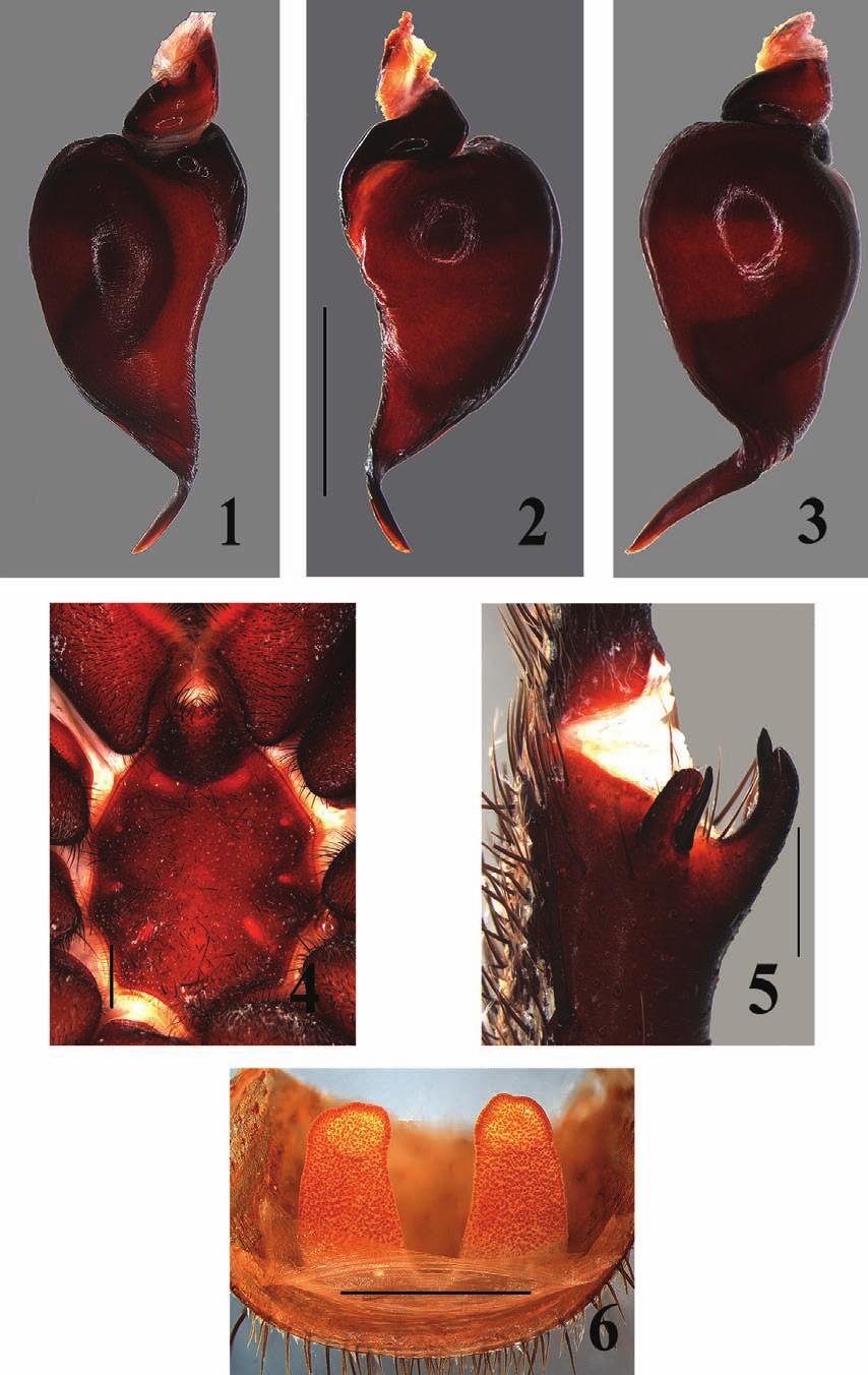224 Gonzales Filho et al. Figs 1-6. Tmesiphantes aridai sp. nov. 1-5, male holotype. 6, female paratype (IBSP 165019).
