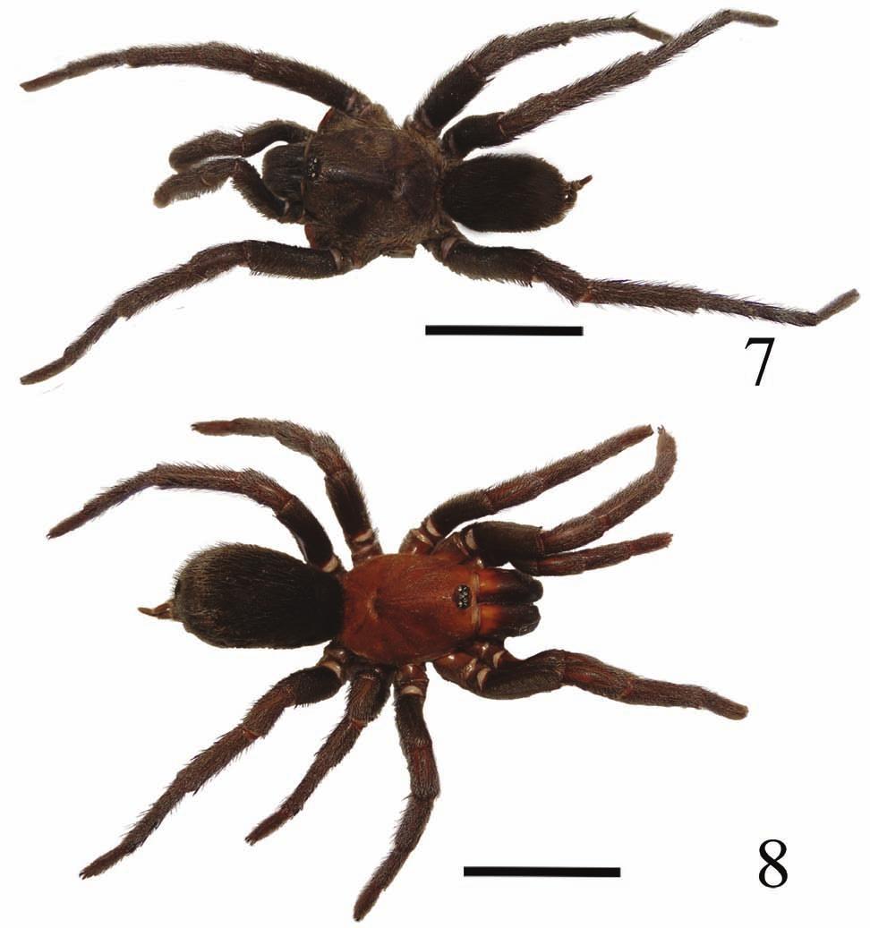 A new species of Tmesiphantes (Araneae, Theraphosidae)... 225 clearer view.