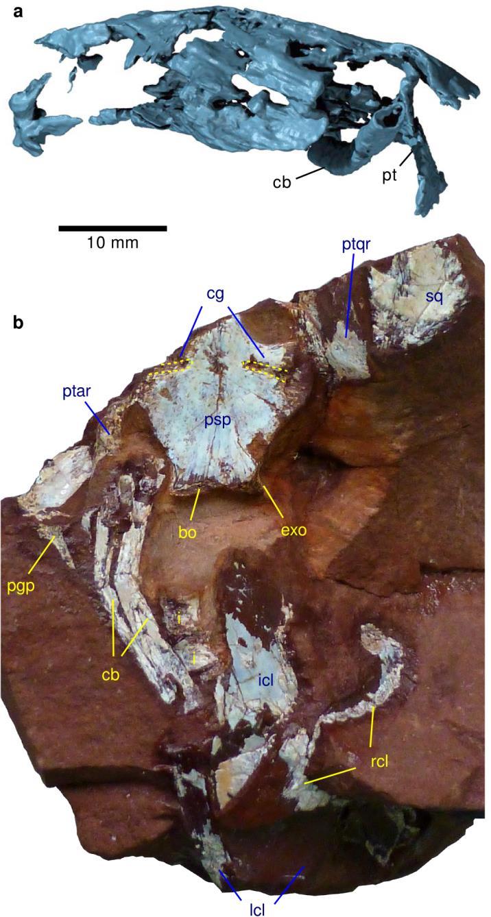 Supplementary Figure 1 Additional diagnostic information on the dvinosaur temnospondyl Timonya anneae gen. et sp. nov. from the lower Permian of northeastern Brazil.