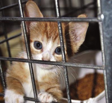 Objectives Students will be able to Identify at least three reasons why animals are at adoption centers. Explain several ways to prevent animal homelessness.