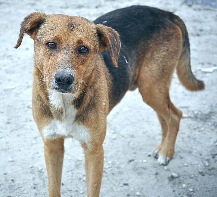 Homeless Animals Stories Story 1: Lilly s Story Hi, my name is Lilly and I lived with a wonderful family. My family let me run all around the neighborhood.