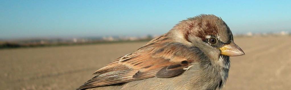IDENTIFICATION OF HOUSE SPARROW AND