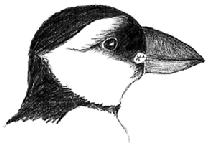 Most people know a puffin only when it is "dressed up" for the breeding season and would hardly recognize it in its