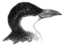 Fratercula means "little brother" or "friar," perhaps a reference to the puffin s black and white dress.