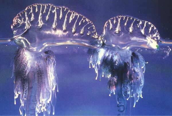 jellyfish,