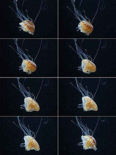 Jellyfish Movement Jellyfish are considered part of the plankton population; however, they