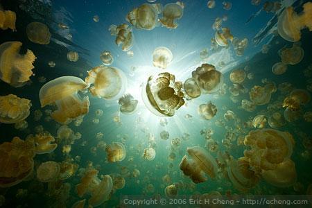 Respiration in Jellyfish The