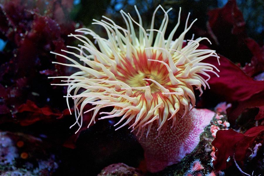Sea Anemones: Feeding http://www.
