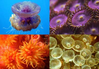 Cnidarians Cnidarians are soft-bodied animals. Have stinging tentacles arranged in circles around their mouth.