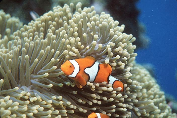Sea Anemones: Symbiosis Shrimp and clownfish live among the