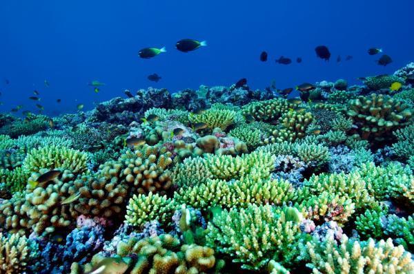 How does coral grow? Reefs are a massive limestone structure made of calcium carbonate.