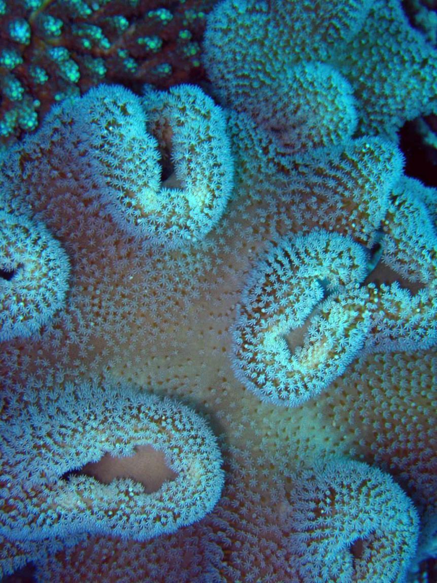 Coral Colonies Coral polyps live in large groups and are attached to one another by a thin