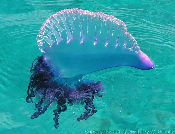 Portuguese man of war: This organism is classified with hydrozoans and not jellyfish because it is a colony