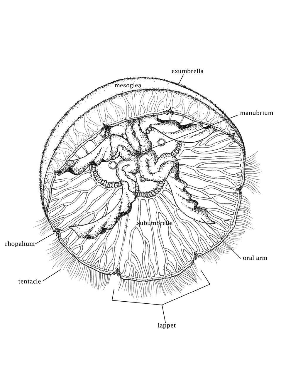 Figure 4: Adult medusa of scyphozoan jelly Illustration