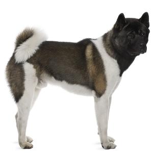 The breed s history began in 1630 when Matagi Inu breeders started crossing their dogs with other breeds indigenous to the region.