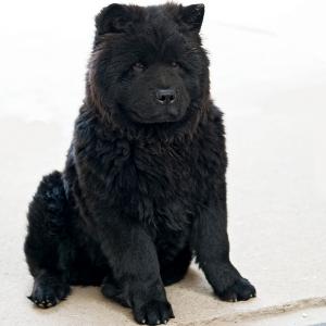 While no one can say for sure from which breeds the has descended, it is believed that the breed has Tibetan Mastiff and Samoyed